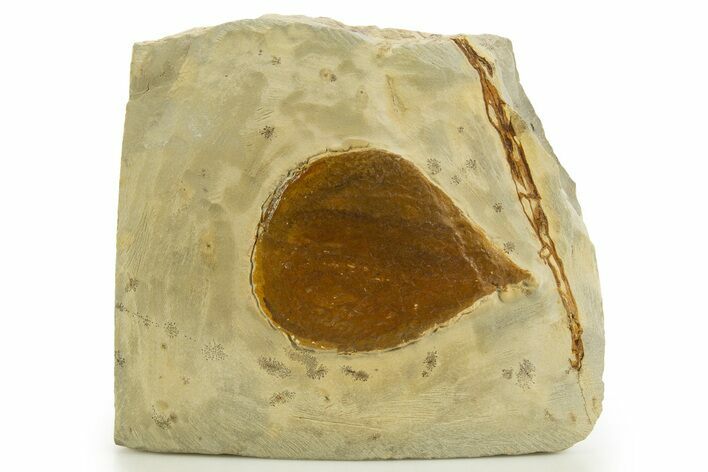 Fossil Leaf (Zizyphus) - Montana #327206